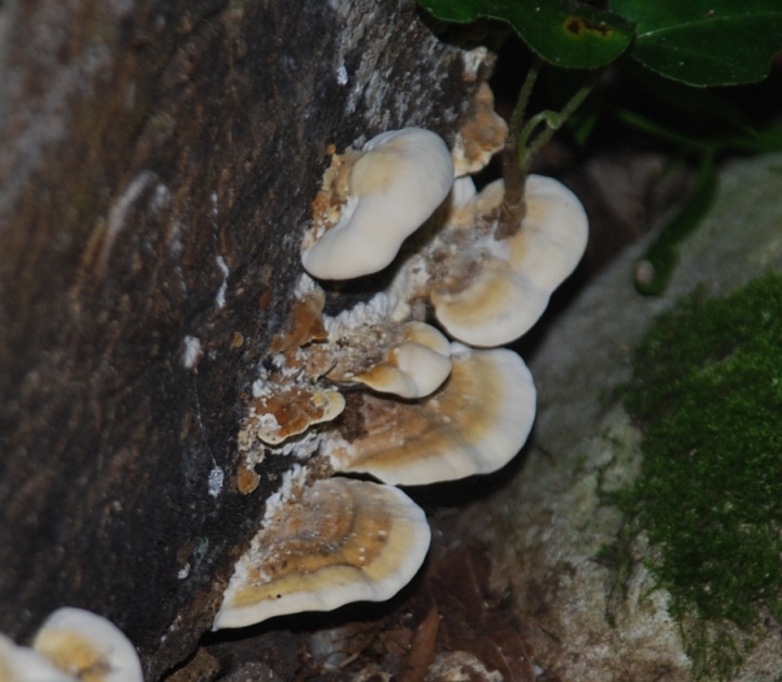 Altro fungo da determinare!!!